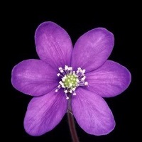  Purple Flower 