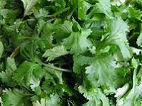 Cilantro